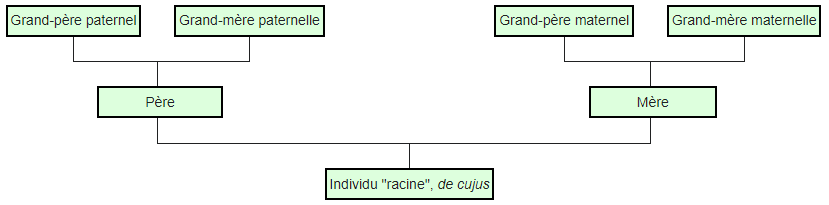 la structure de base d'un arbre généalogique