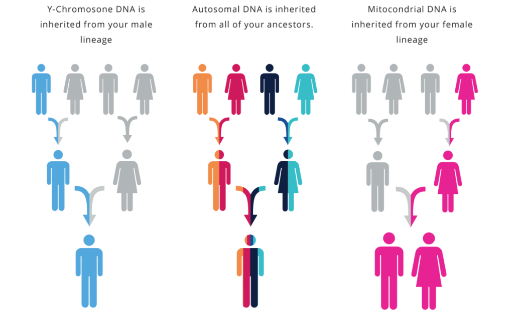 Difference between Y-DNA, mtDNA and autosomal DNA