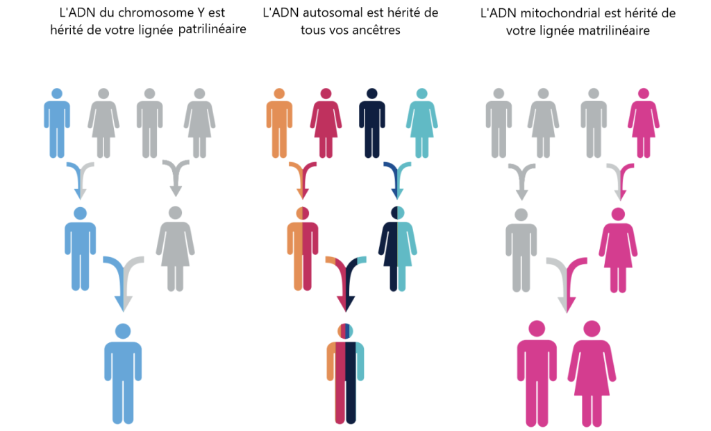 ADN-Y, ADNmt, et ADN autosomal